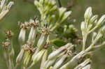 Pale Indian plantain